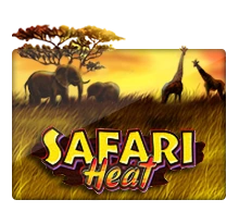 Safari Heat - SOLIDPLAY99